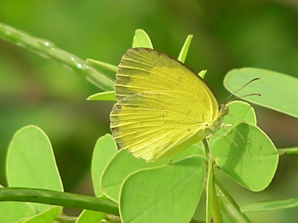 Common Grass Yellow Under