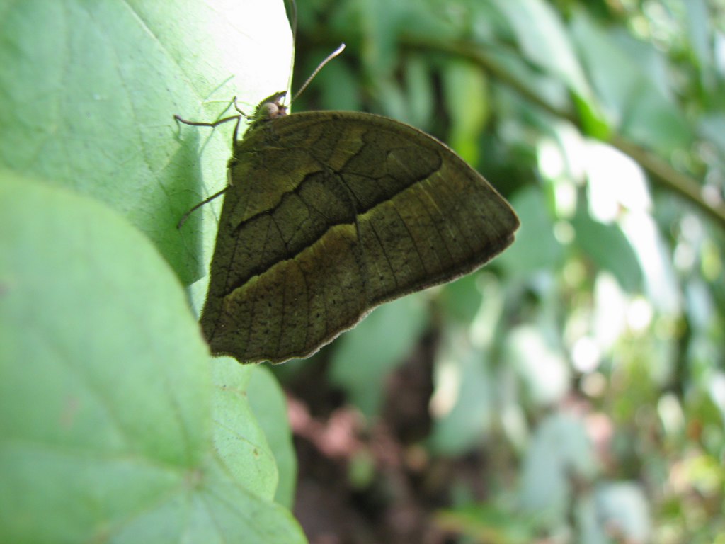 Common TreeBrown resting on a leaf