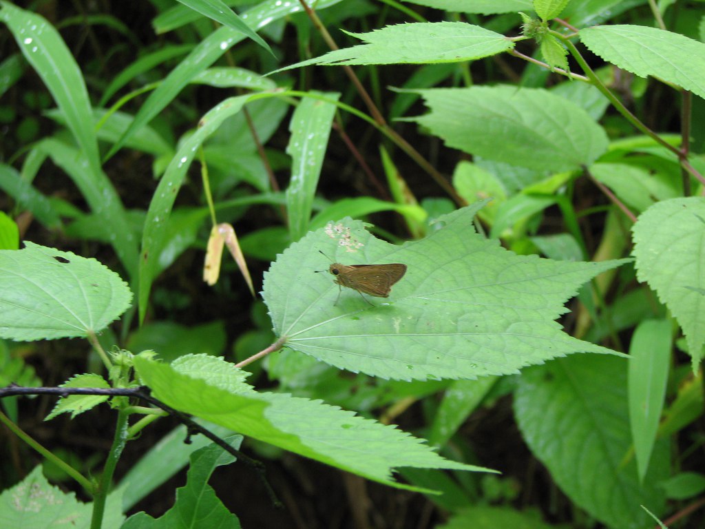Rice Swift resting on a leaf