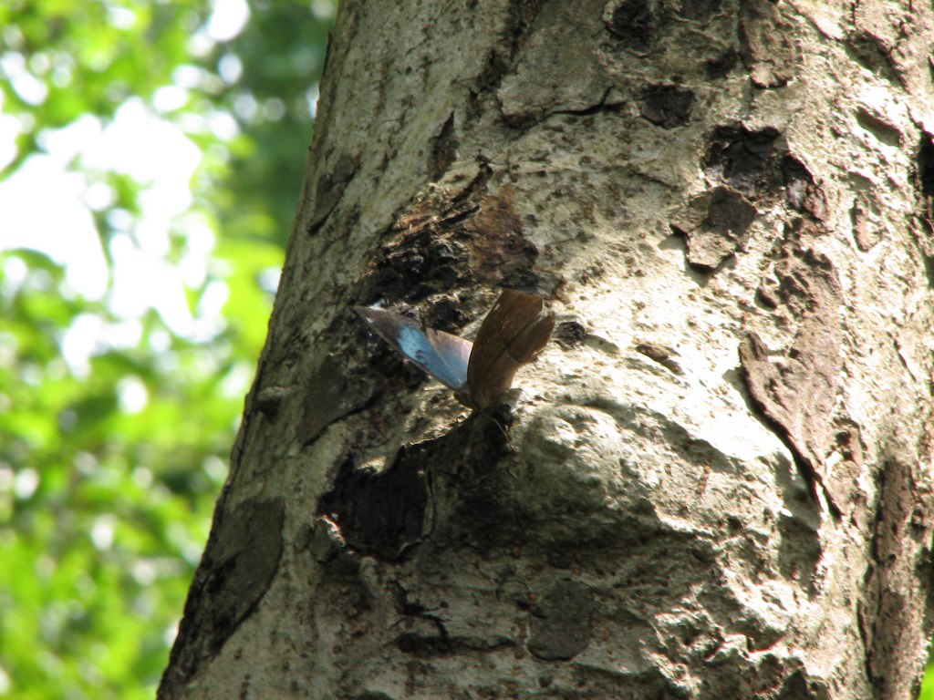 Blue OakLeaf camouflage on the bark of a tree