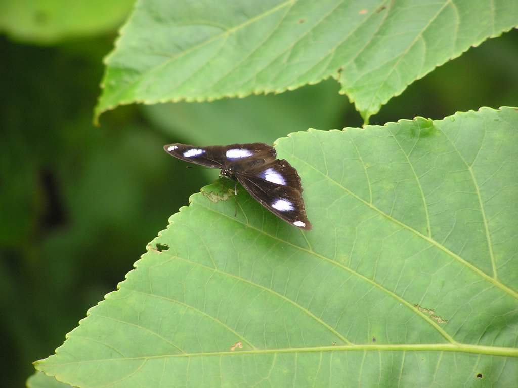 Daniad Eggfly Male open wing.