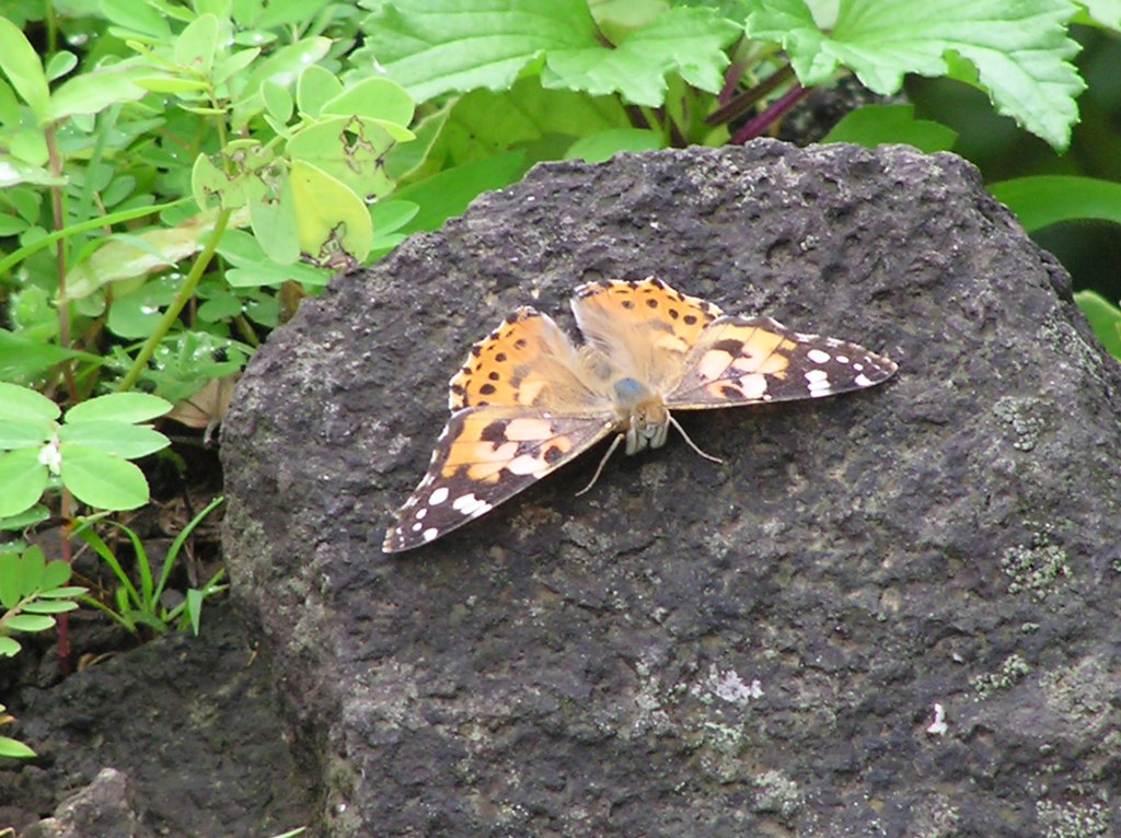 Painted Lady resting after a long flight across the mountains.