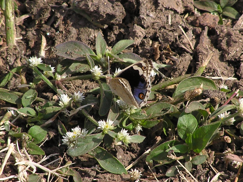 Blue Pansy with its fore wing visible