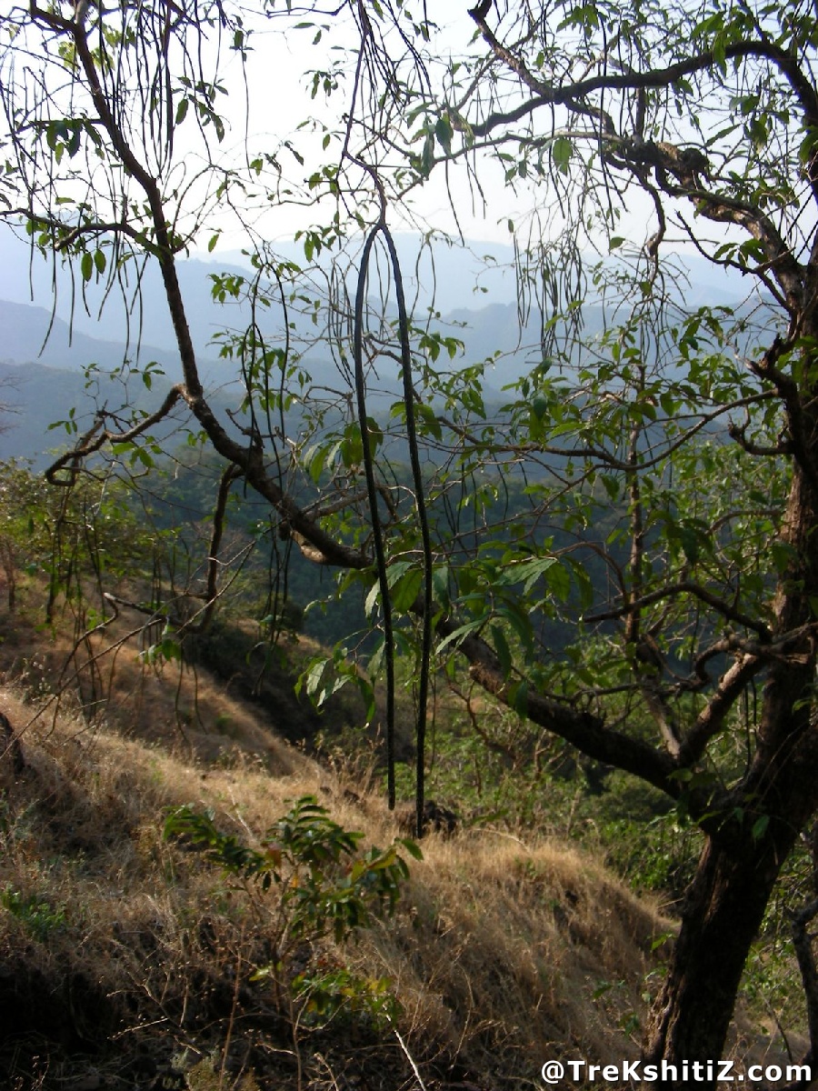 Kolkewadi