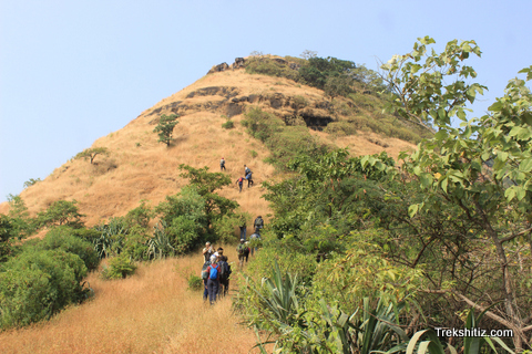 Sindola