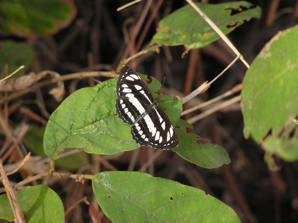 Common Sailor Upper