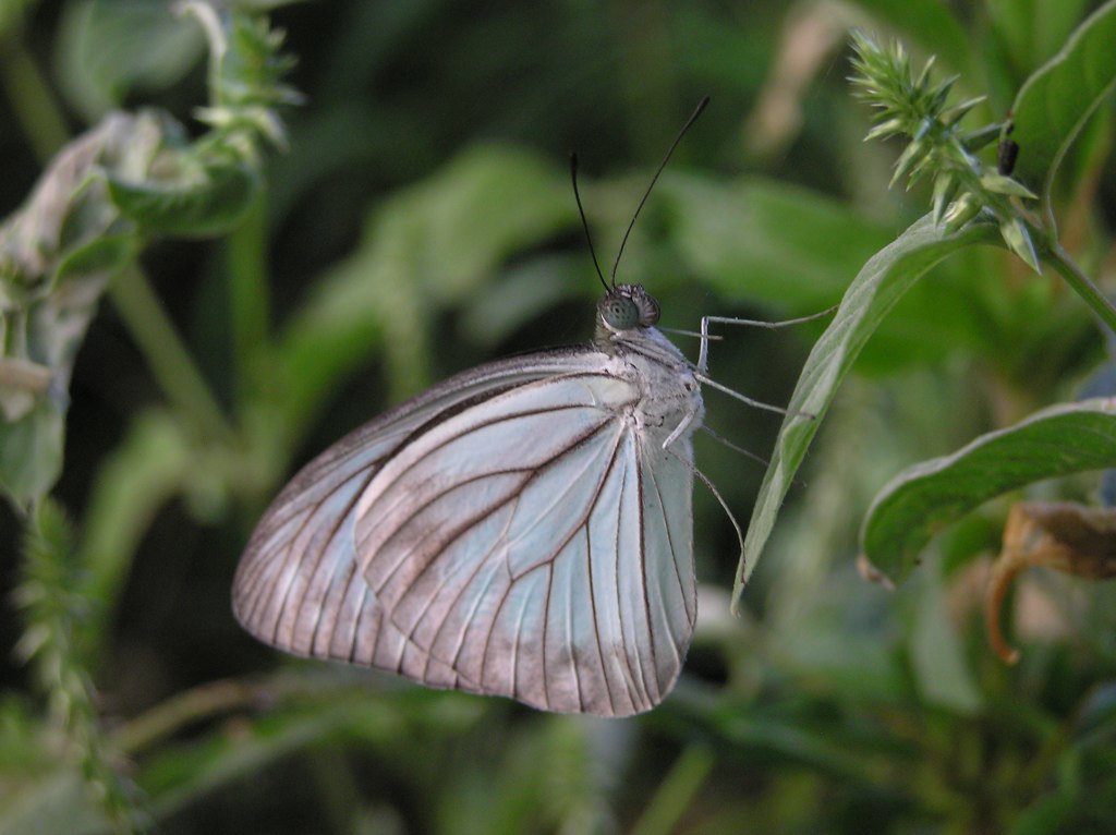 Common Wanderer foraging
