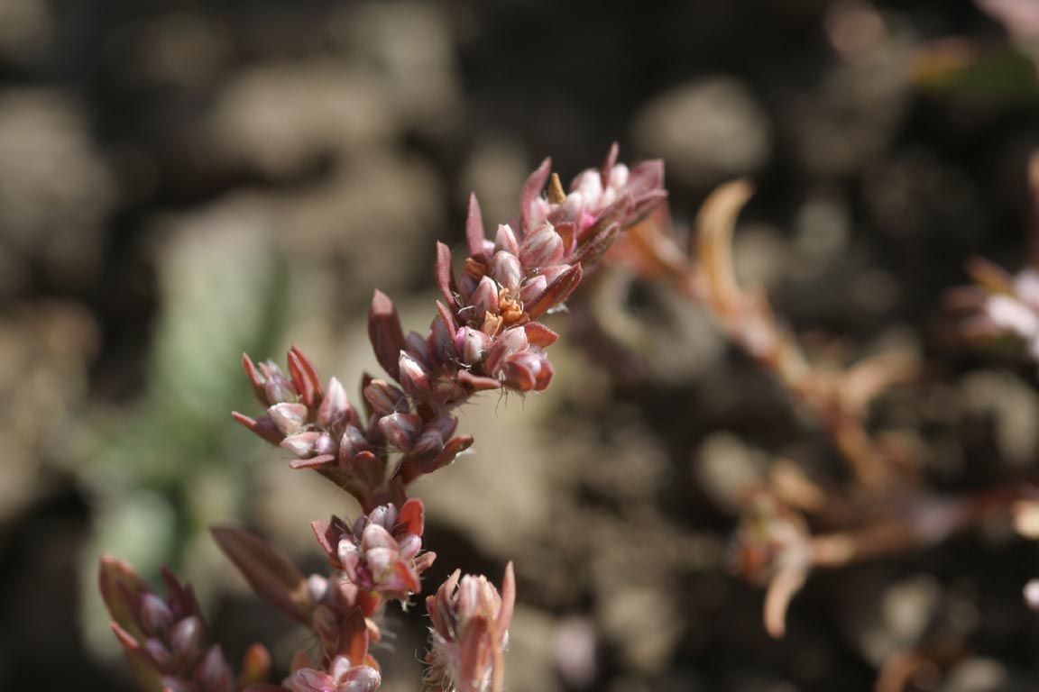 Persicaria glabra