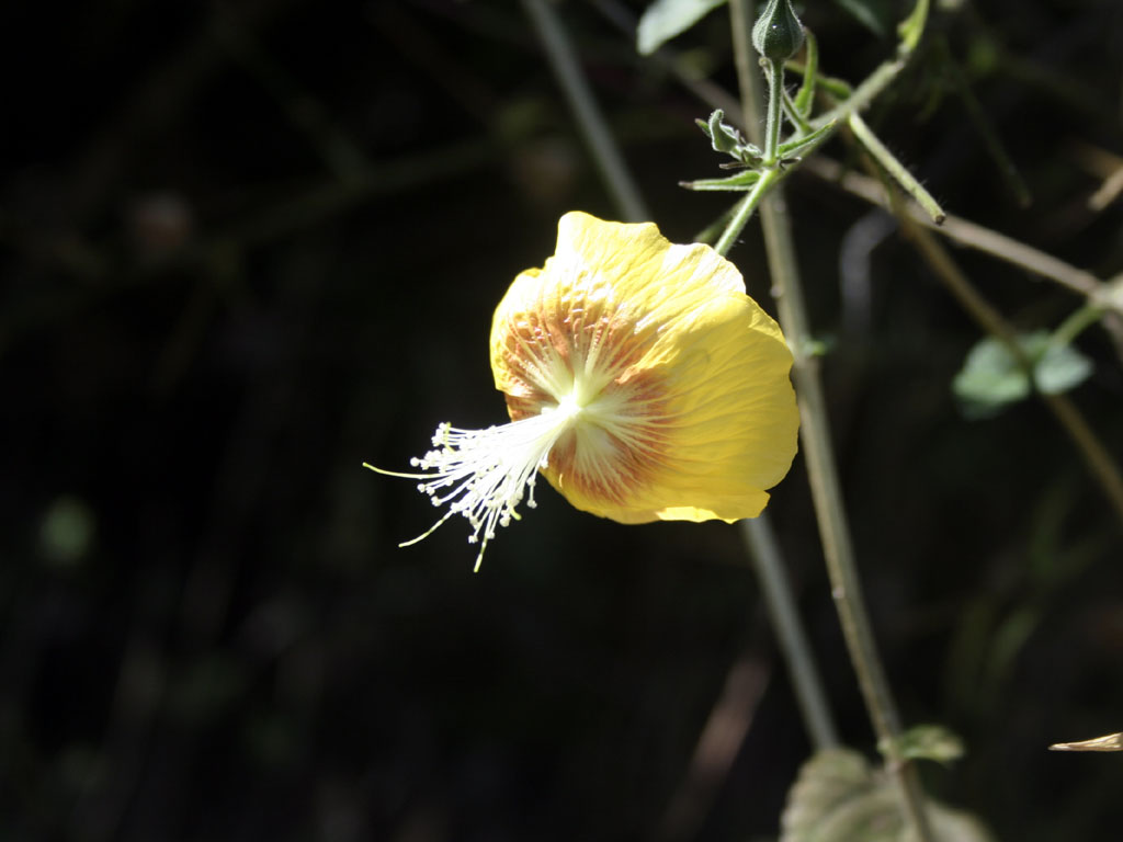 Abutilon persicum