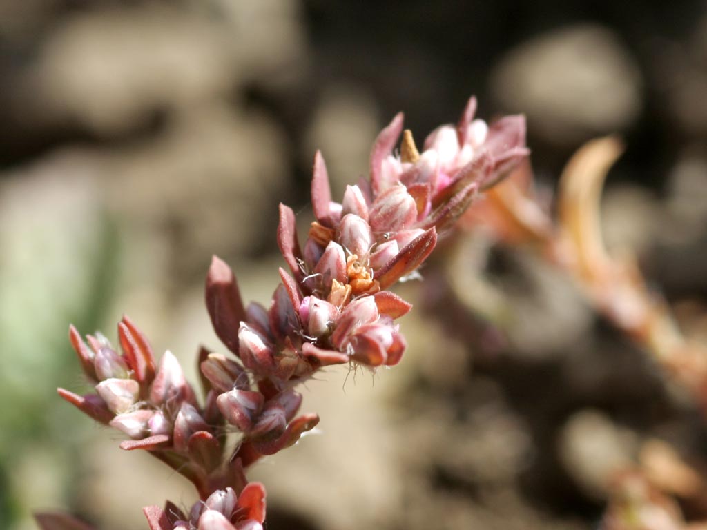 Persicaria glabra