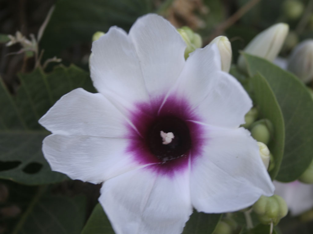 Ipomoea carnea