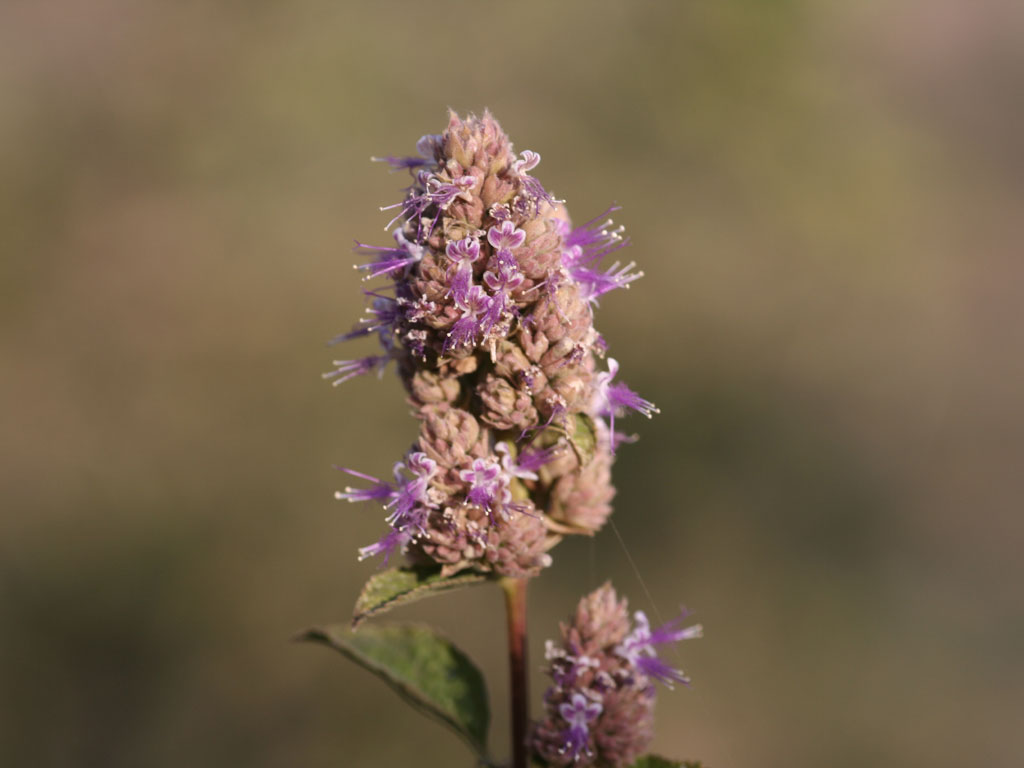 Pogostemon benghalensis