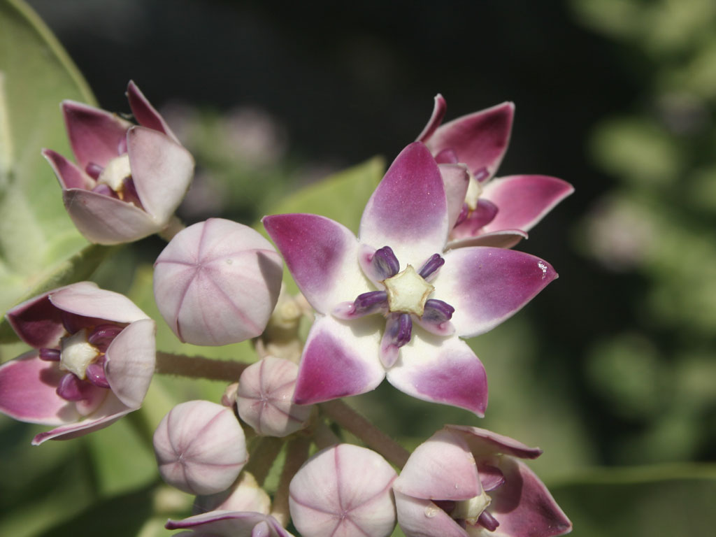 Calotropis procera