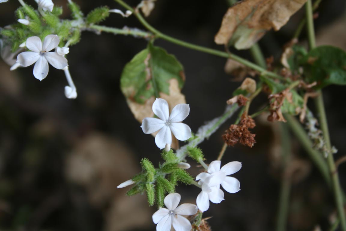 Plumbago zeylanica 
