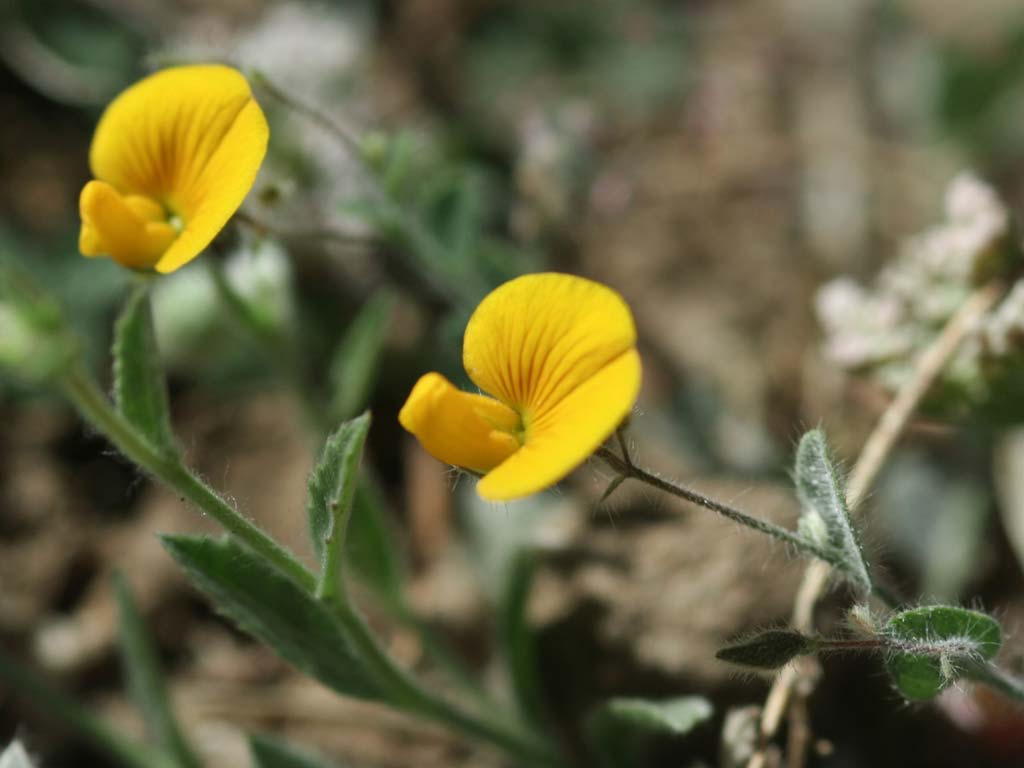 Crotalaria filipes  