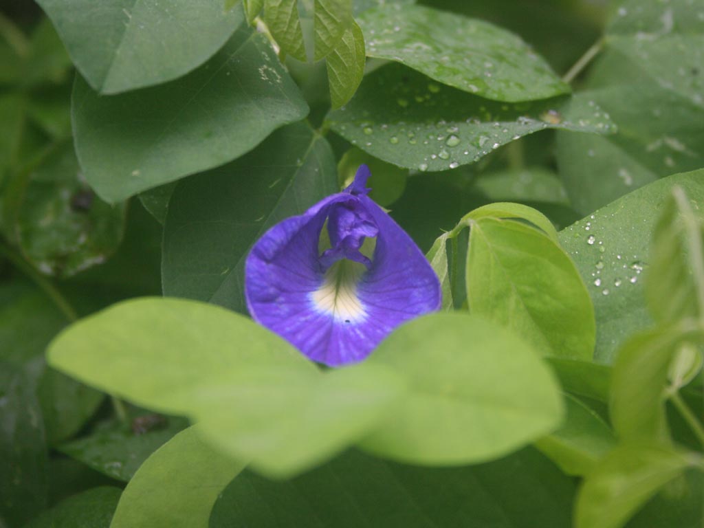 Clitoria annua 