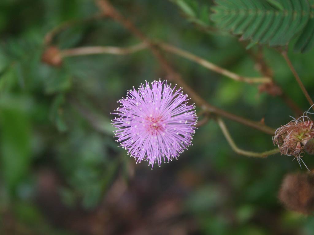 Mimosa hamata