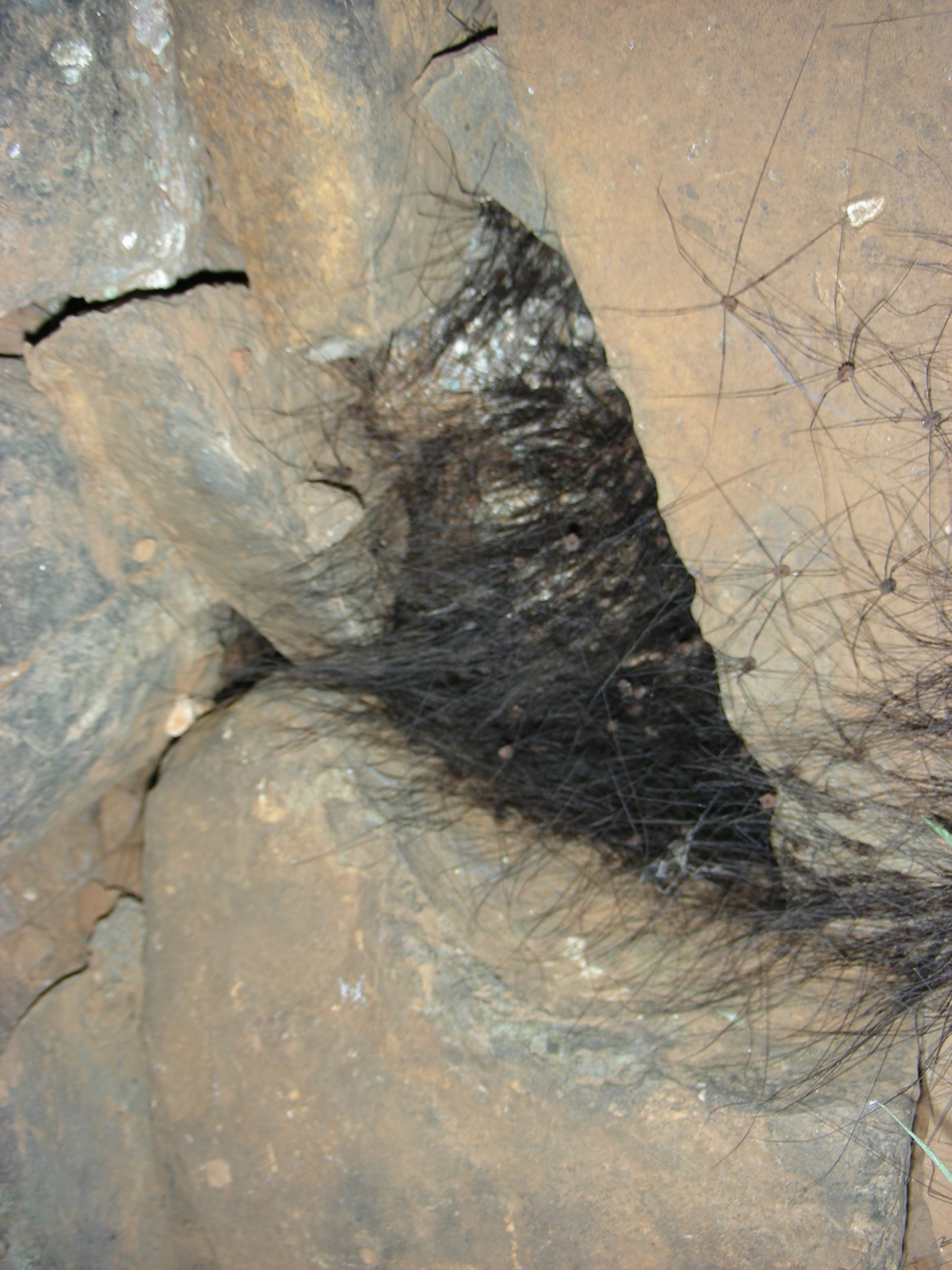 Daddy long legs/ harvestman at Sudhagad