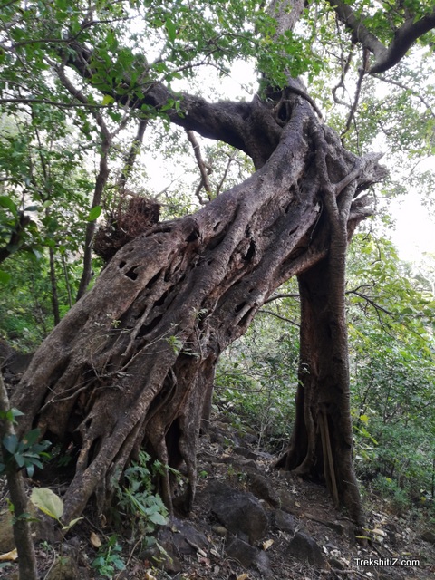 Anghai
