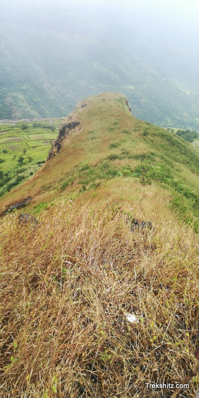 Bitangad