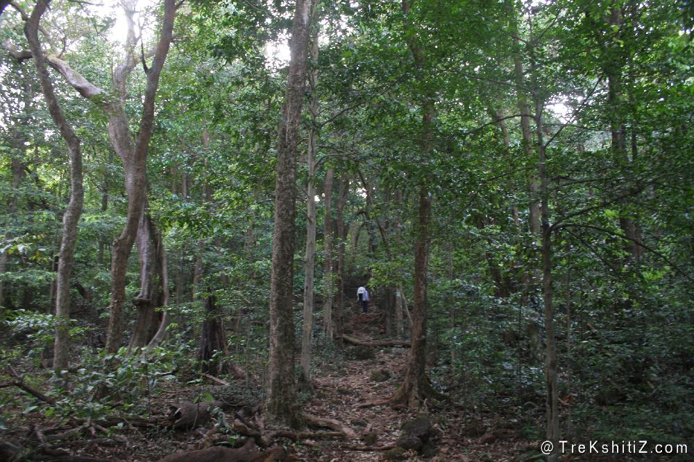 A trail between dense forest