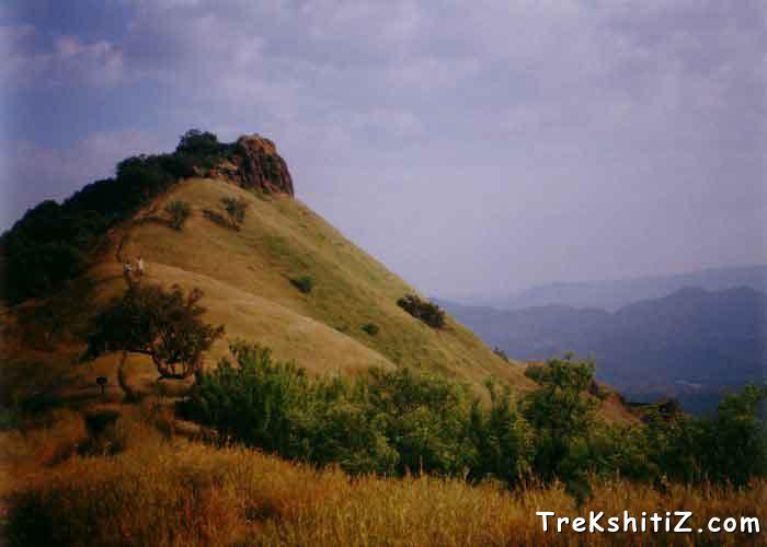 Dooba at Rajgad