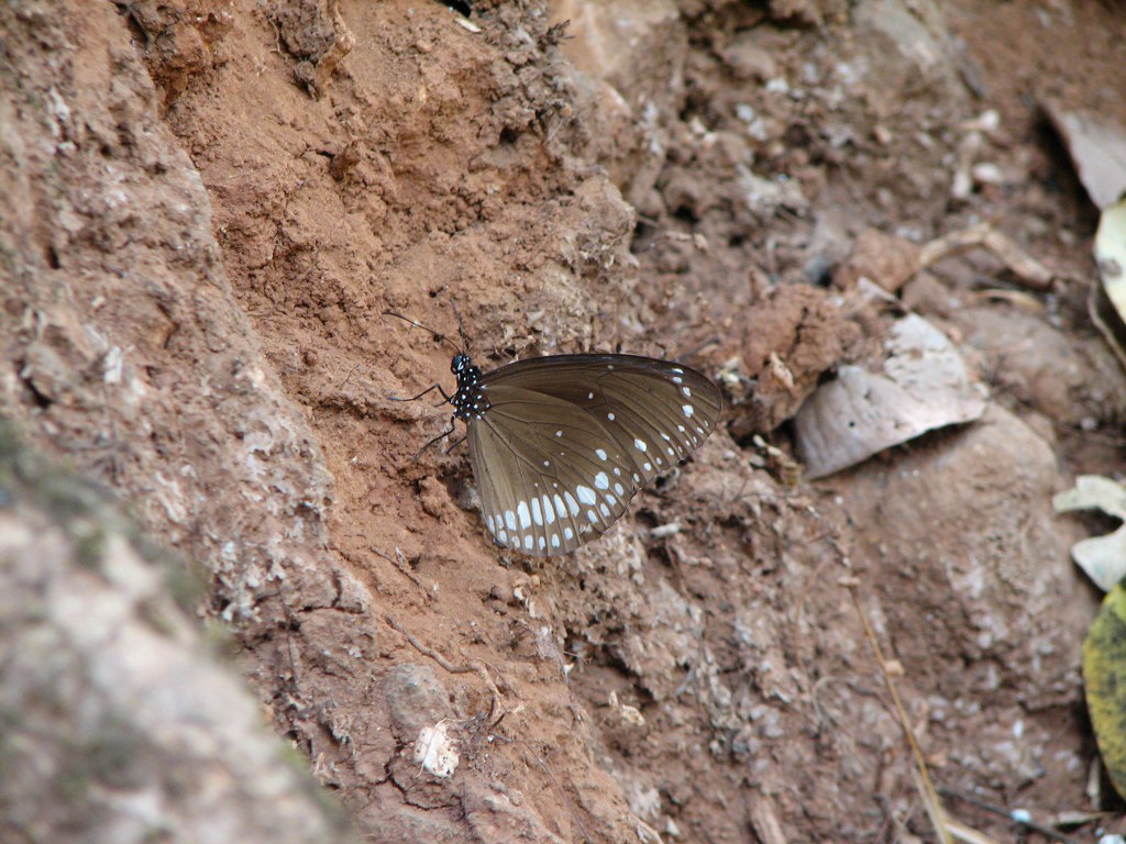 Common Crow mud puddling