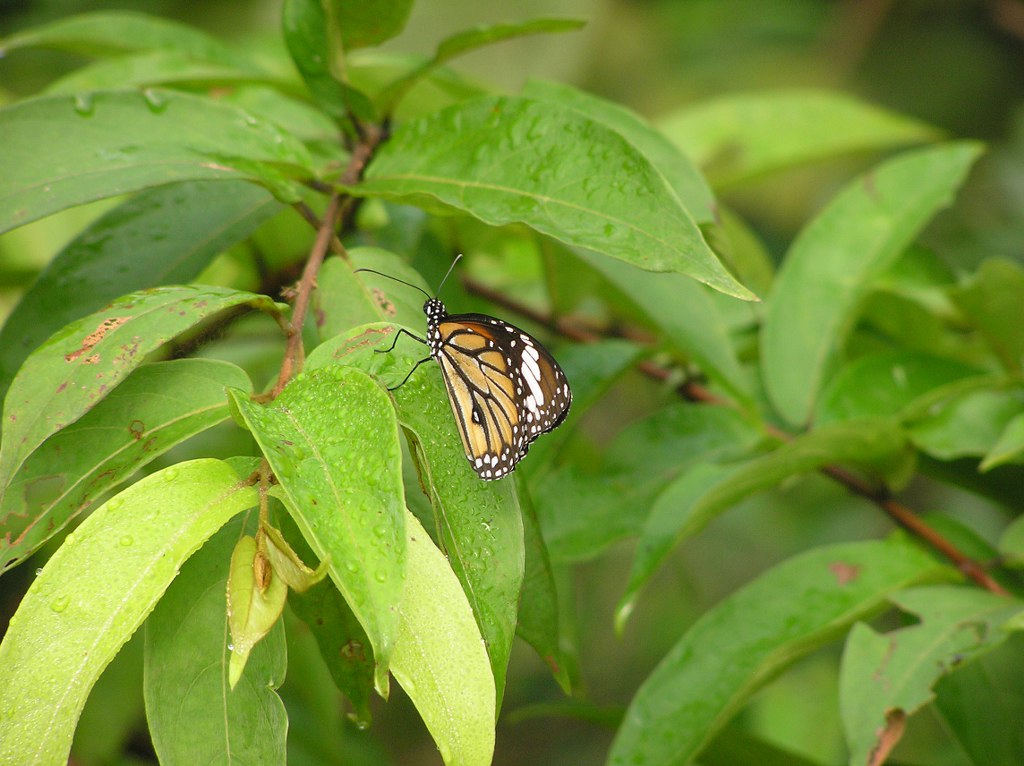Plain Tiger resting.