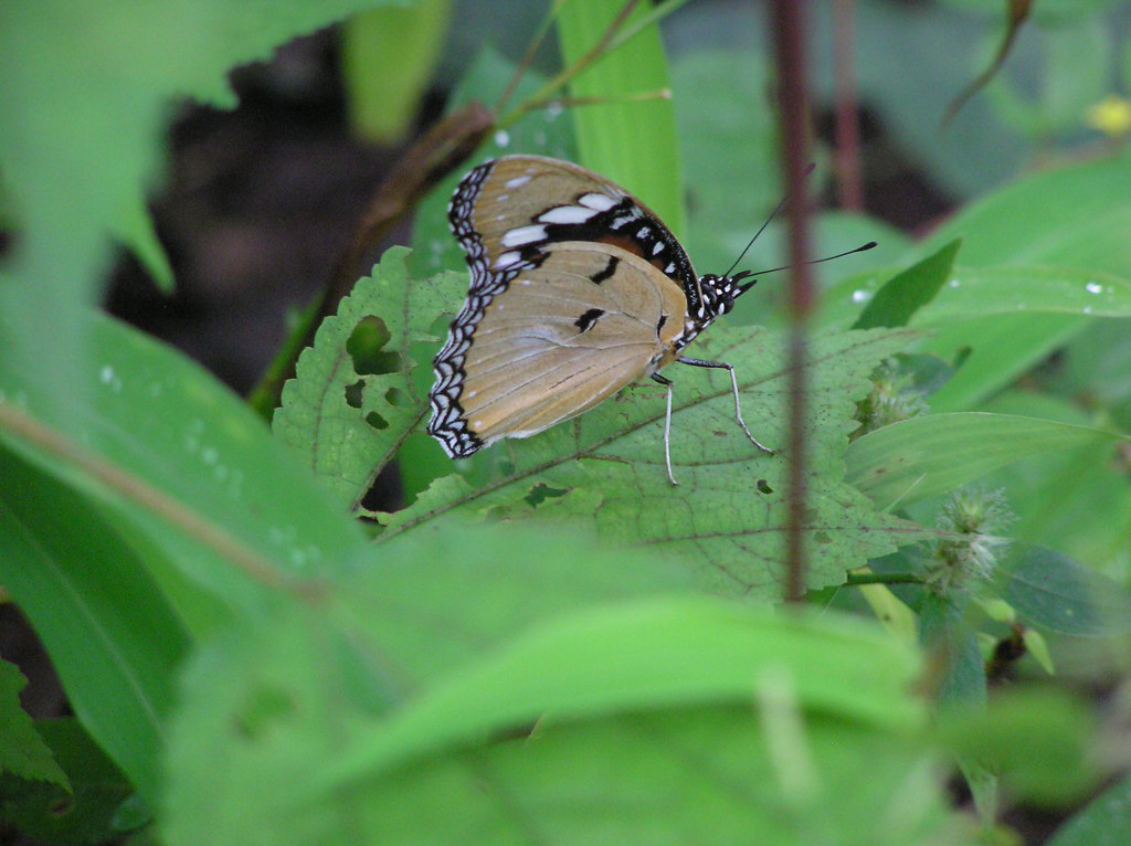 Plain Tiger close winged