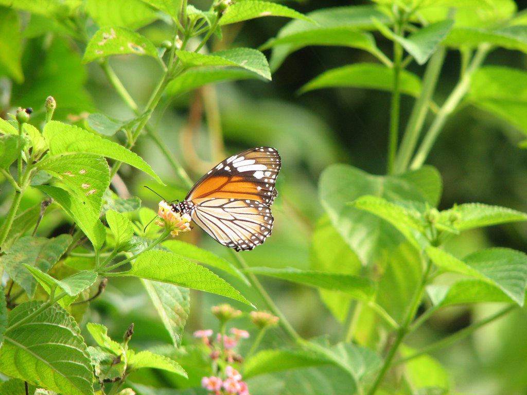 Plain Tiger on Lantana flowers
