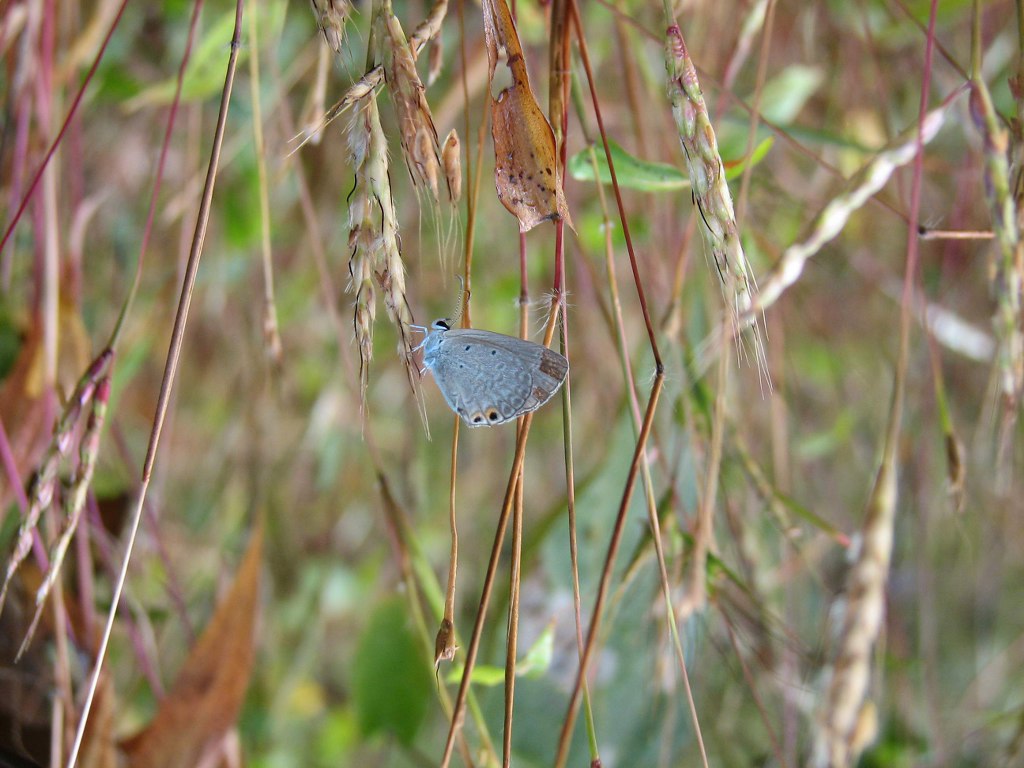 Plains Cupid foraging.